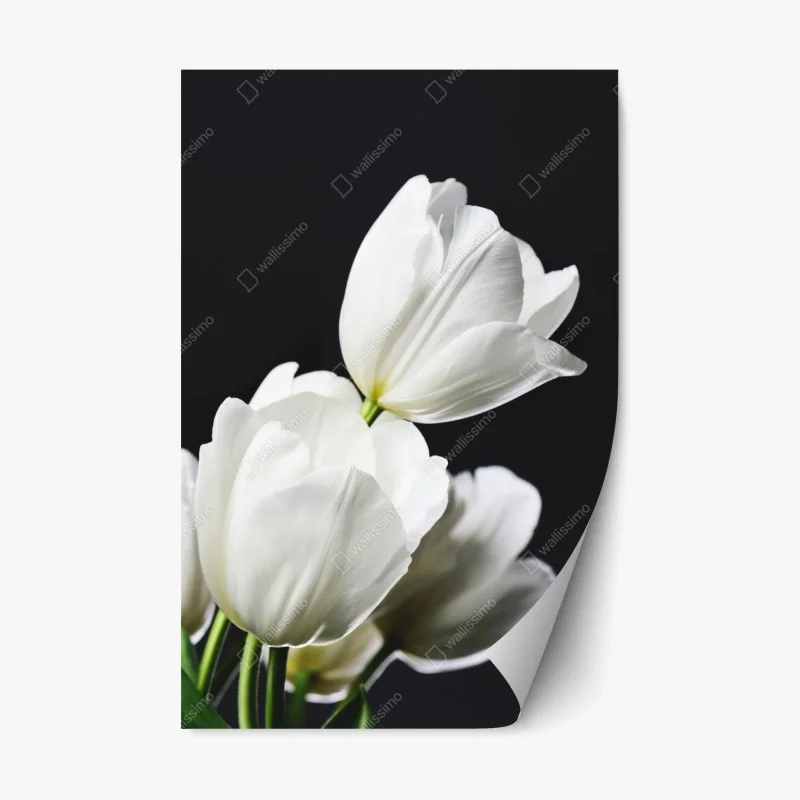 Repositionierbarer Aufkleber weißer tulpenstrauß vor dunklem hintergrund