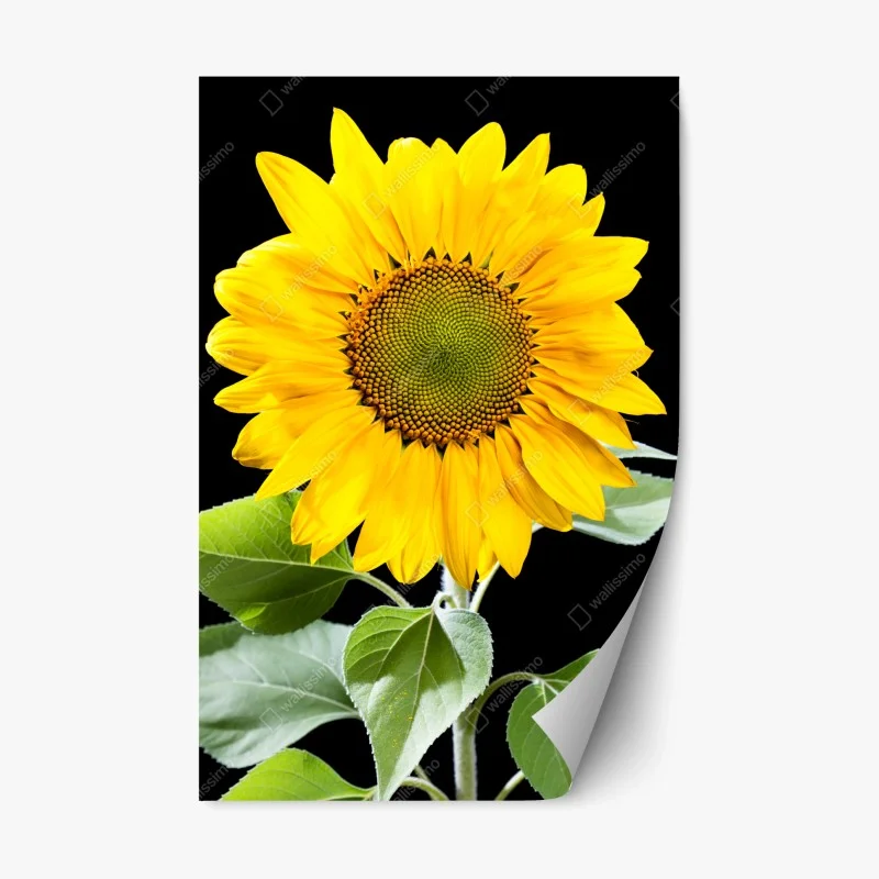 Repositionierbarer Aufkleber leuchtende sonnenblume vor schwarzem hintergrund