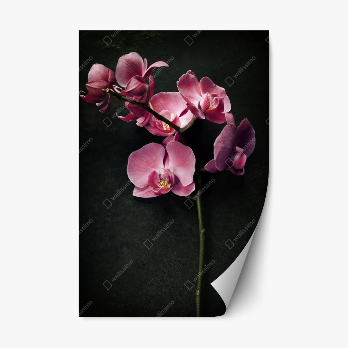 Repositionierbarer Aufkleber rosa orchidee vor dunklem vintage-hintergrund – Wallnifity® Repositionierbarer Aufkleber rosa orchidee vor dunklem vintage-hintergrund – Wallnifity®