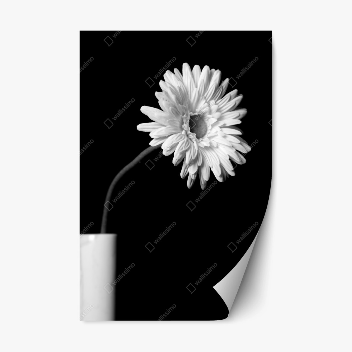 Repositionierbarer Aufkleber weiße gerbera vor schwarzem hintergrund – Wallnifity®