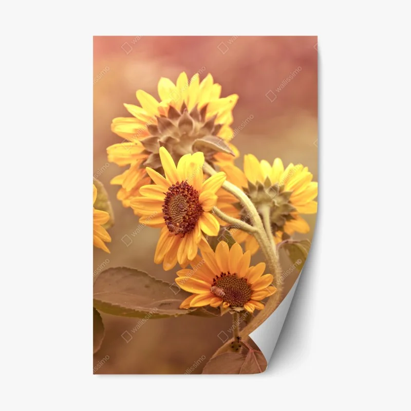 Repositionierbarer Aufkleber vintage sonnenblumen in warmem licht