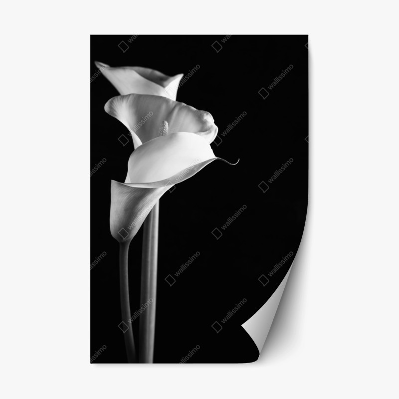 Aufkleber – Wallnifity®