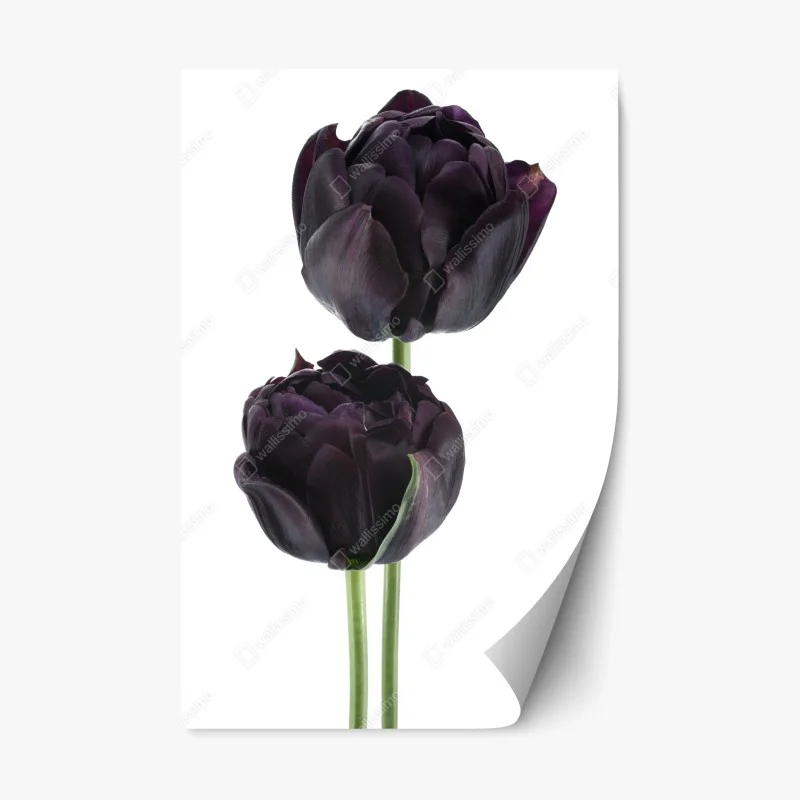 Repositionierbarer Aufkleber dunkle violette tulpen auf weißem hintergrund – Wallnifity® Repositionierbarer Aufkleber dunkle violette tulpen auf weißem hintergrund – Wallnifity®