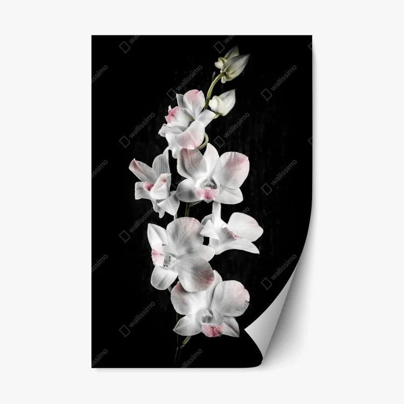 Blumen & Pflanzen – Wallnifity®