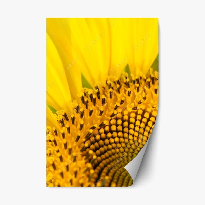 Repositionierbarer Aufkleber goldene sonnenblume nahaufnahme