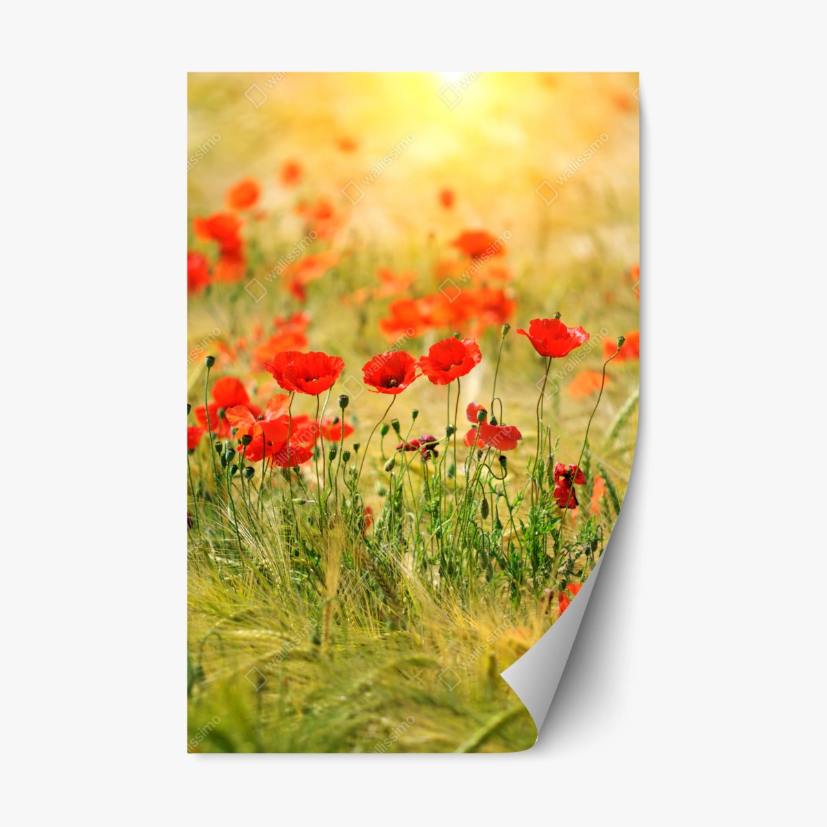 Repositionierbarer Aufkleber rote mohnwiese im sonnenlicht – Wallnifity®