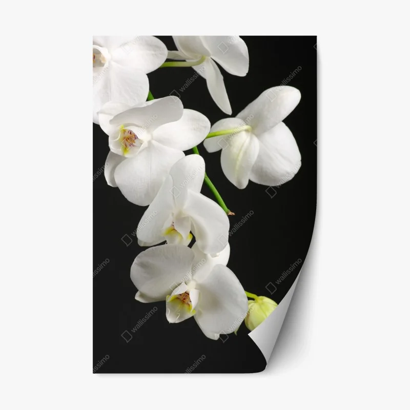 Repositionierbarer Aufkleber weißer orchideenzweig vor schwarzem hintergrund