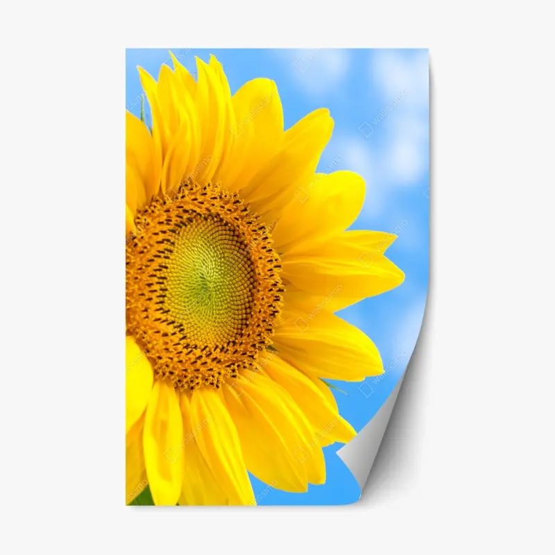 Repositionierbarer Aufkleber leuchtende sonnenblume vor blauem himmel