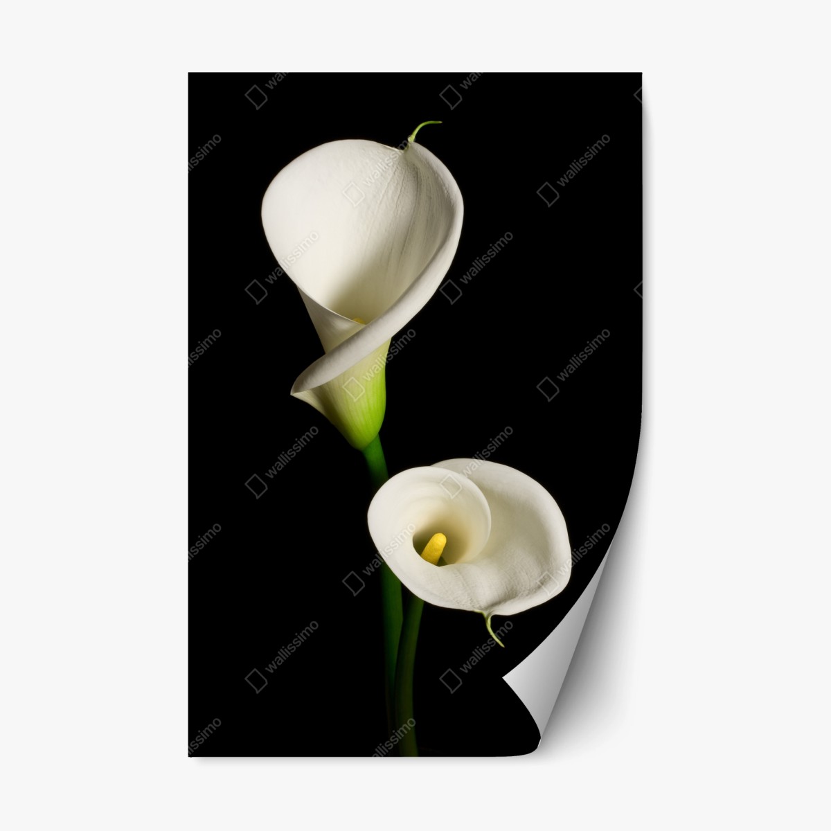 Repositionierbarer Aufkleber weiße calla vor schwarzem hintergrund – Wallnifity®