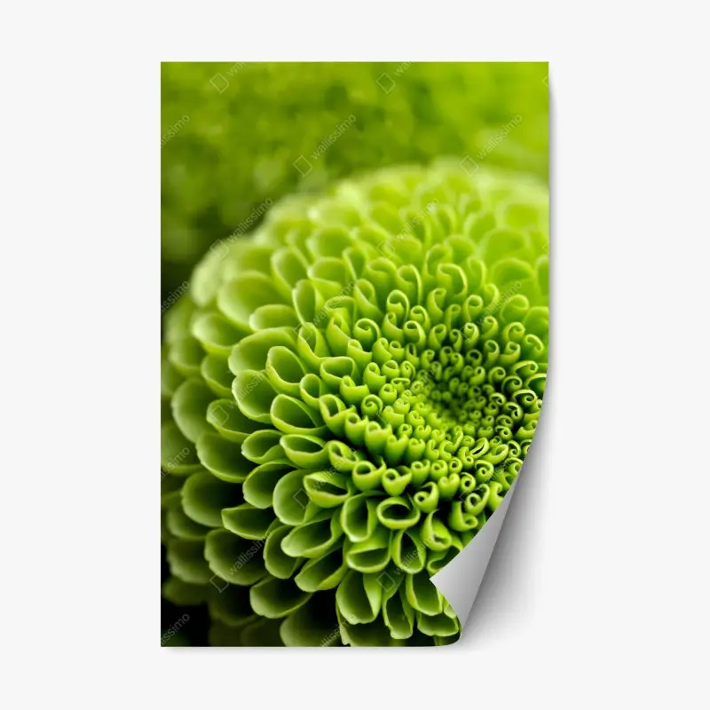Repositionierbarer Aufkleber leuchtende grüne blumenspirale im makro
