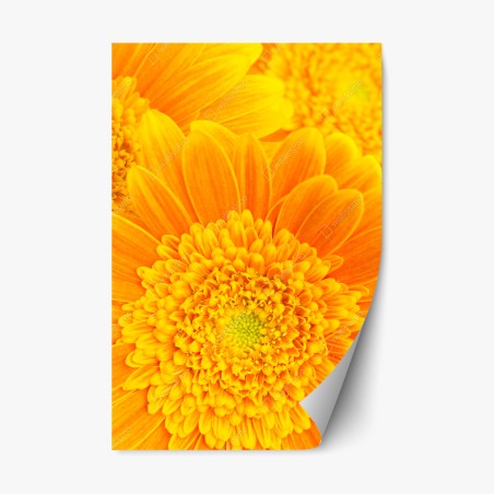 Repositionierbarer Aufkleber intensive orange gerbera nahaufnahme – Wallnifity®