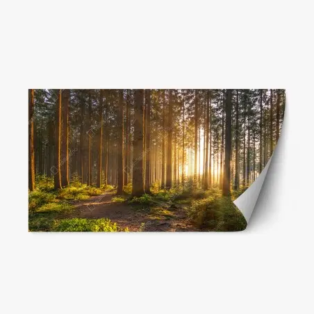 Repositionierbarer Aufkleber sonnenbeschienener waldweg am morgen – Wallnifity®