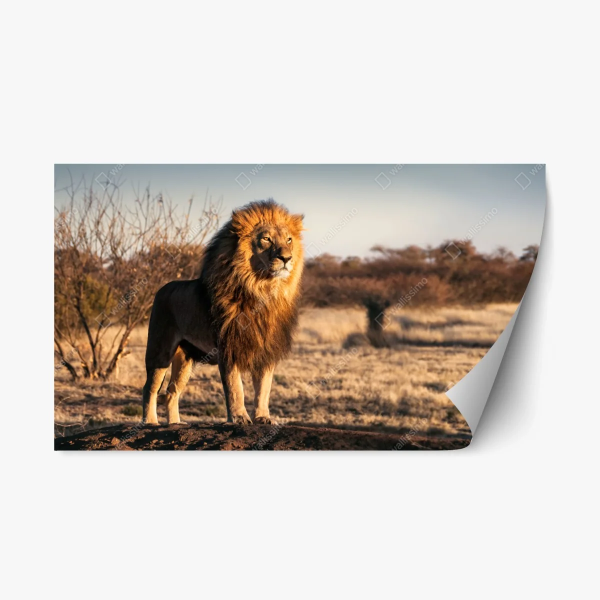 Repositionierbarer Aufkleber majestätischer löwe auf der savanne – Wallnifity® Repositionierbarer Aufkleber majestätischer löwe auf der savanne – Wallnifity®