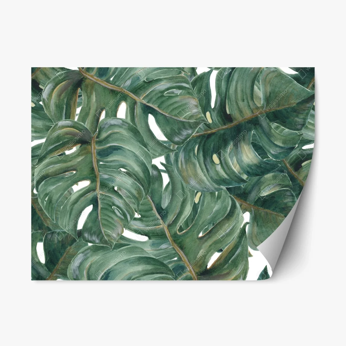 Repositionierbarer Aufkleber monstera blätter in aquarell – Wallnifity® Repositionierbarer Aufkleber monstera blätter in aquarell – Wallnifity®