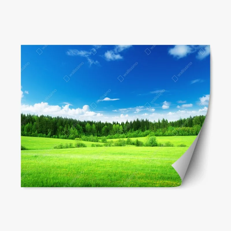 Wiesen – Wallnifity®