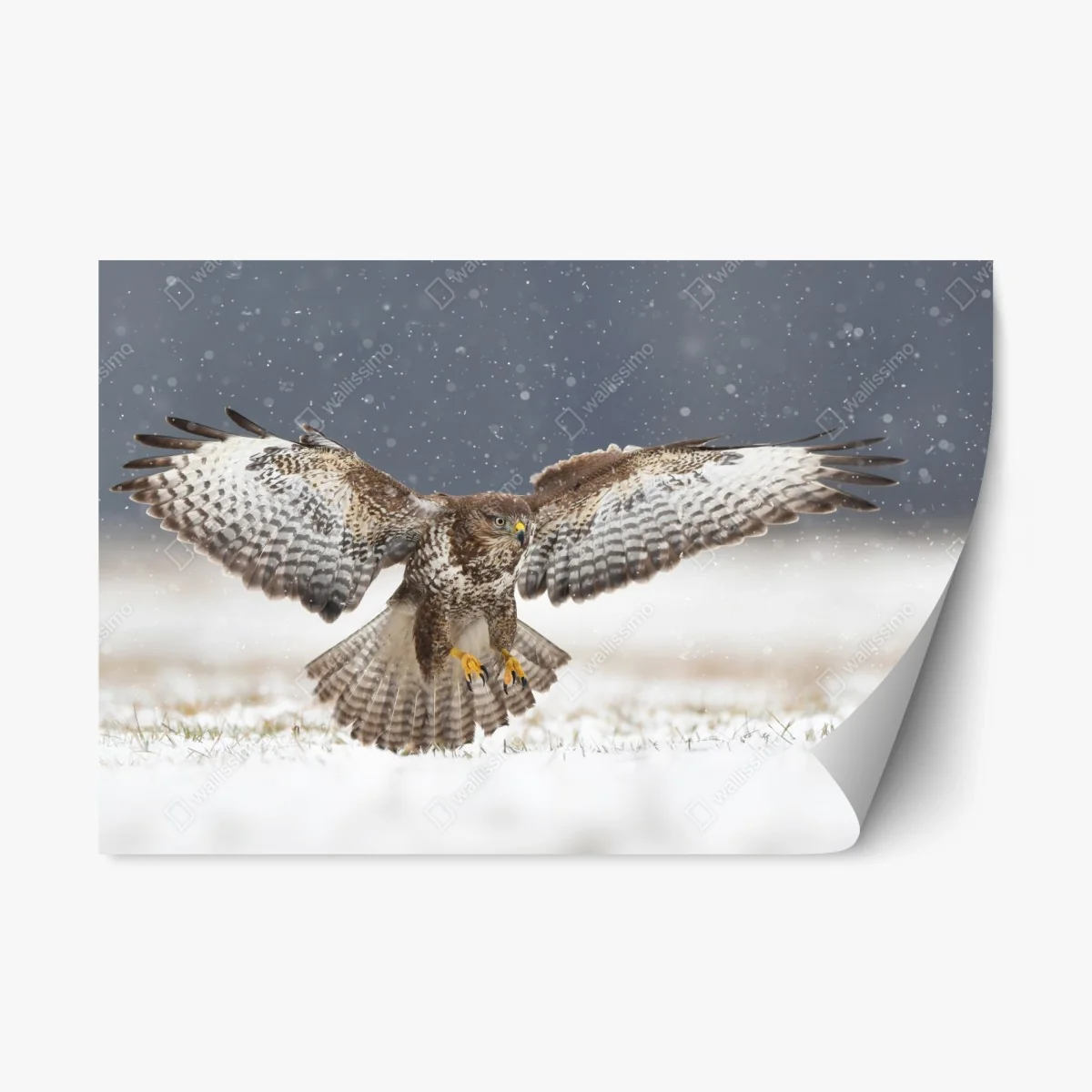 Repositionierbarer Aufkleber mäusebussard landet im schnee – Wallnifity® Repositionierbarer Aufkleber mäusebussard landet im schnee – Wallnifity®