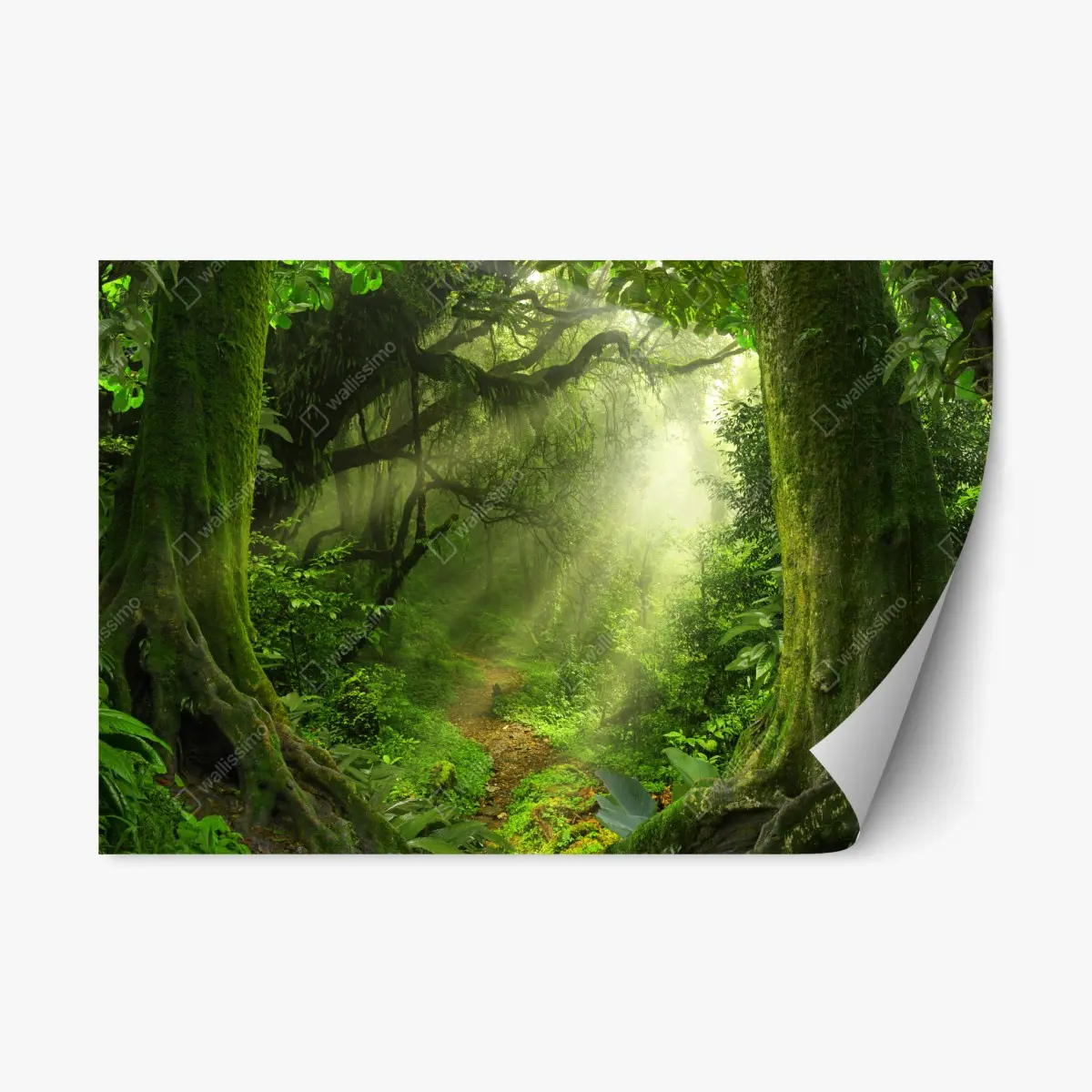 Repositionierbarer Aufkleber sonnenbeschienener moosiger waldpfad – Wallnifity®