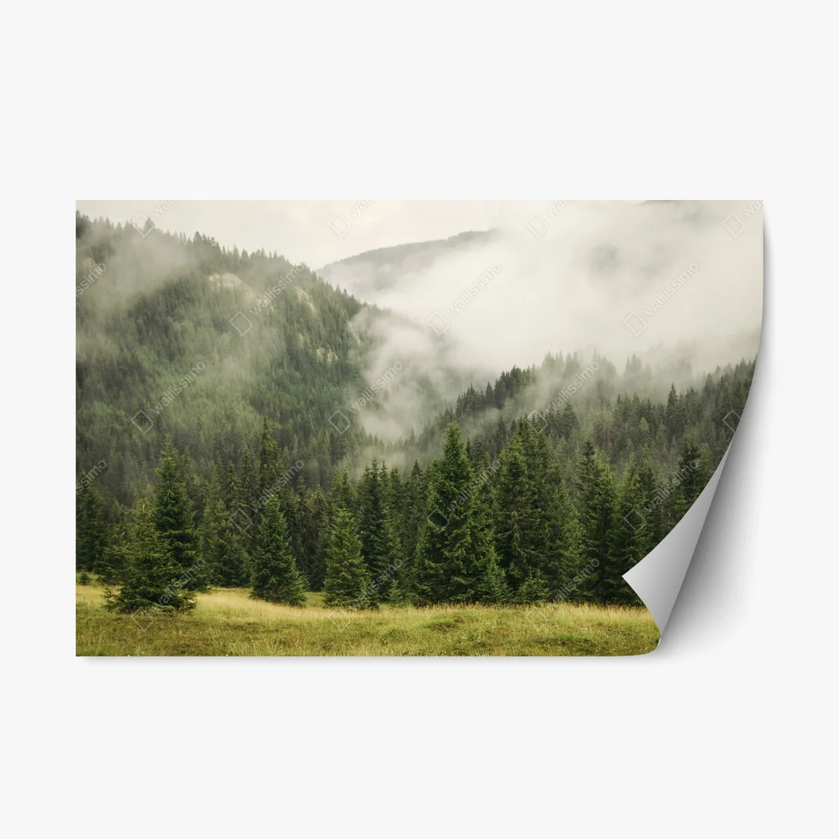 Repositionierbarer Aufkleber nebeliger nadelwald – Wallnifity® Repositionierbarer Aufkleber nebeliger nadelwald – Wallnifity®