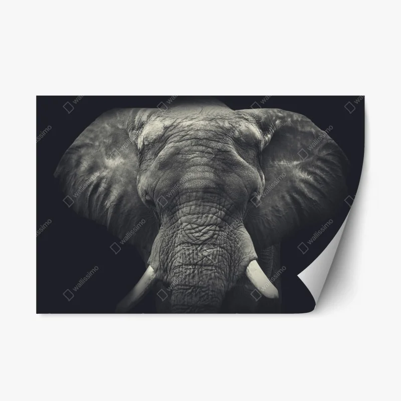 Tiere – Wallnifity®