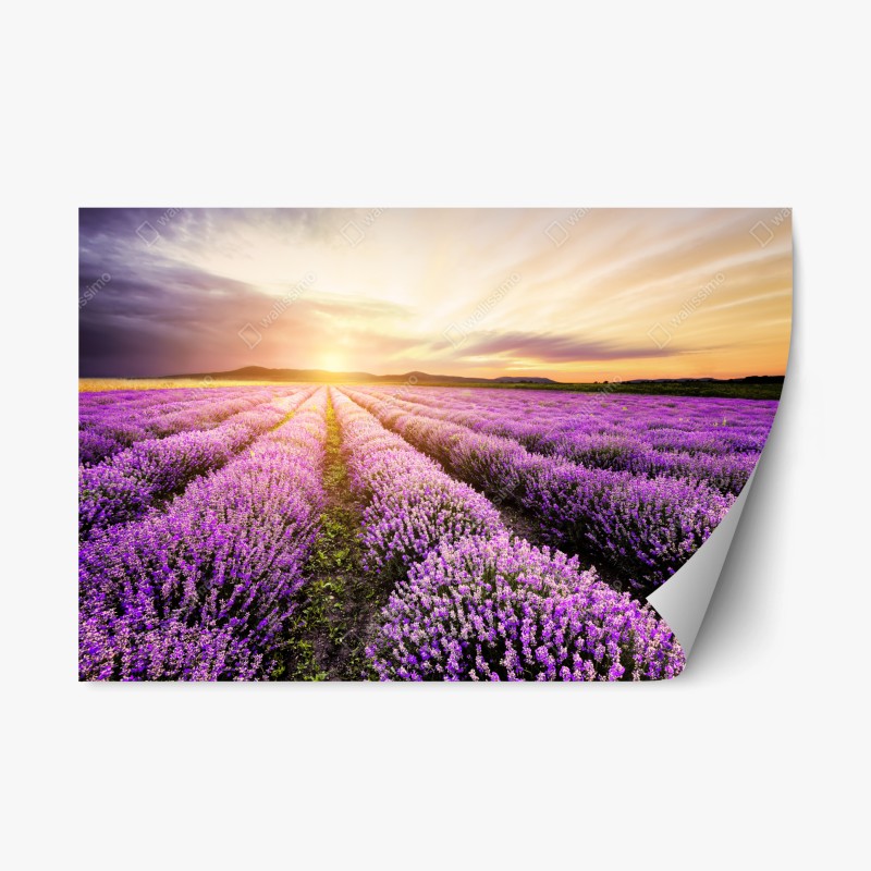 Blumen & Pflanzen – Wallnifity®