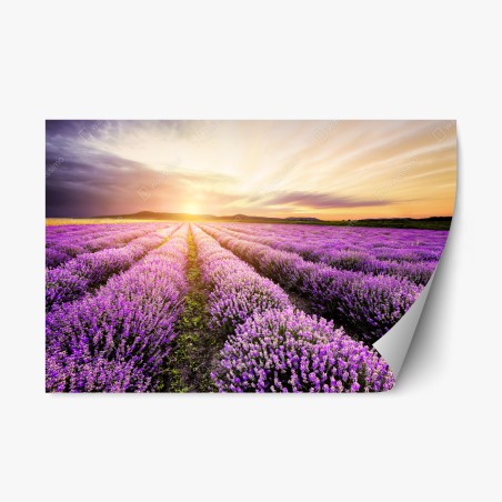 Repositionierbarer Aufkleber sonnenaufgang über lavendelfeldern – Wallnifity®