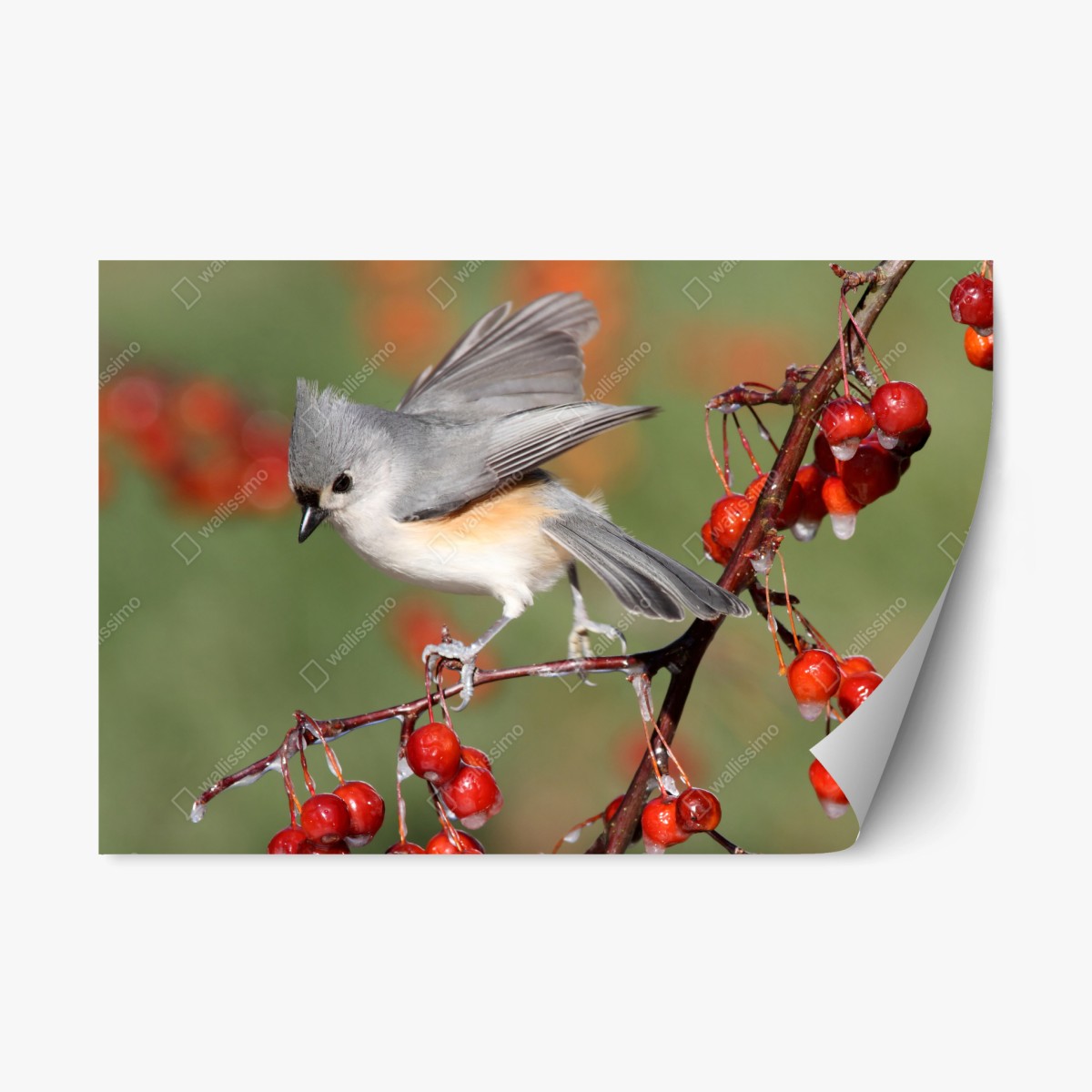 Repositionierbarer Aufkleber grauer vogel auf roten beeren – Wallnifity®