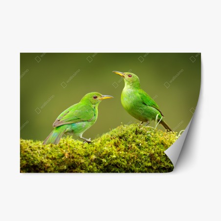 Repositionierbarer Aufkleber lebendige grüne honigfresser auf moos – Wallnifity®