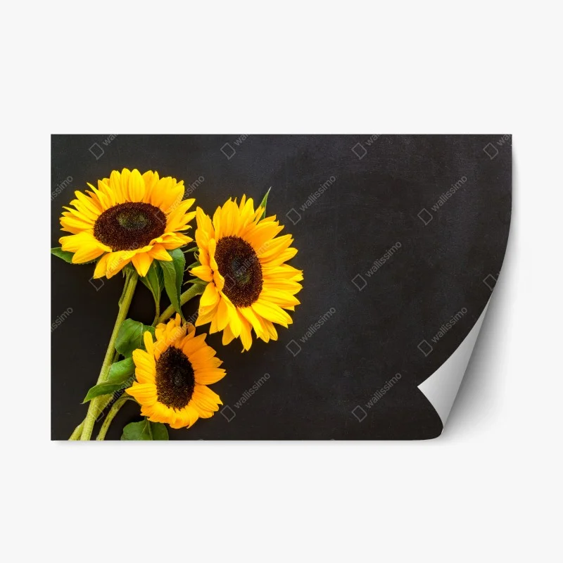 Repositionierbarer Aufkleber sonnenblumenstrauß auf schwarzem hintergrund