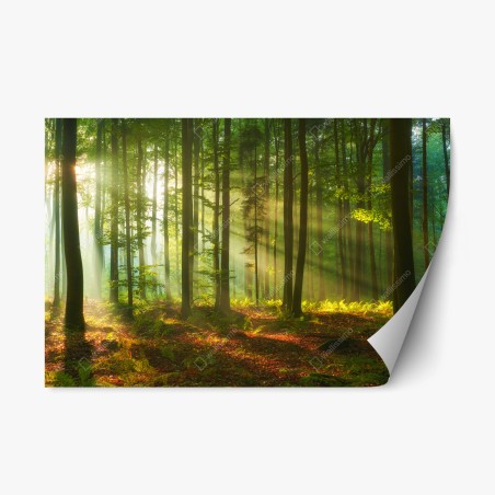 Repositionierbarer Aufkleber morgendliches licht im grünen wald – Wallnifity®