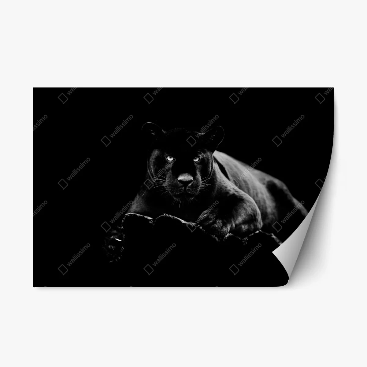 Repositionierbarer Aufkleber majestätisches porträt eines schwarzen panthers – Wallnifity® Repositionierbarer Aufkleber majestätisches porträt eines schwarzen panthers – Wallnifity®