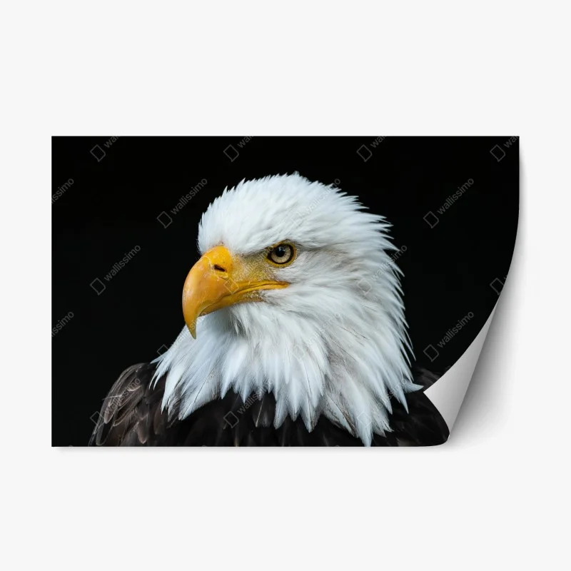Vögel – Wallnifity®