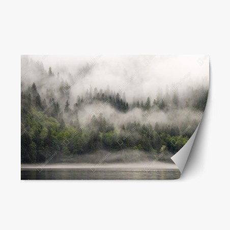 Repositionierbarer Aufkleber nebliger küstenwald, British Columbia – Wallnifity®