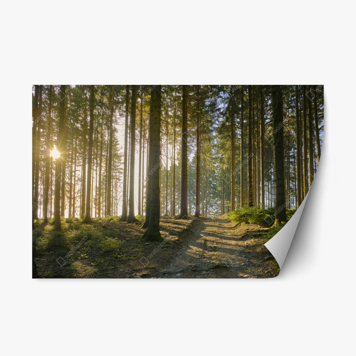 Repositionierbarer Aufkleber sonniger waldweg im morgenlicht – Wallnifity®
