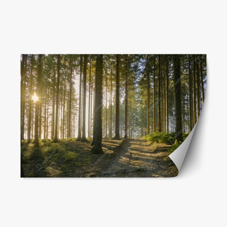 Repositionierbarer Aufkleber sonniger waldweg im morgenlicht – Wallnifity®