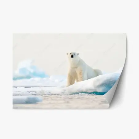Repositionierbarer Aufkleber eisbär auf eis in der Arktis, Svalbard – Wallnifity®