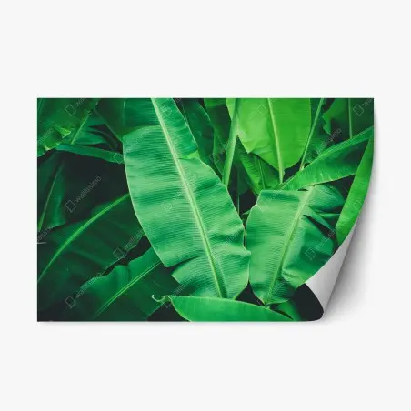 Repositionierbarer Aufkleber tropische bananenblätter – Wallnifity®