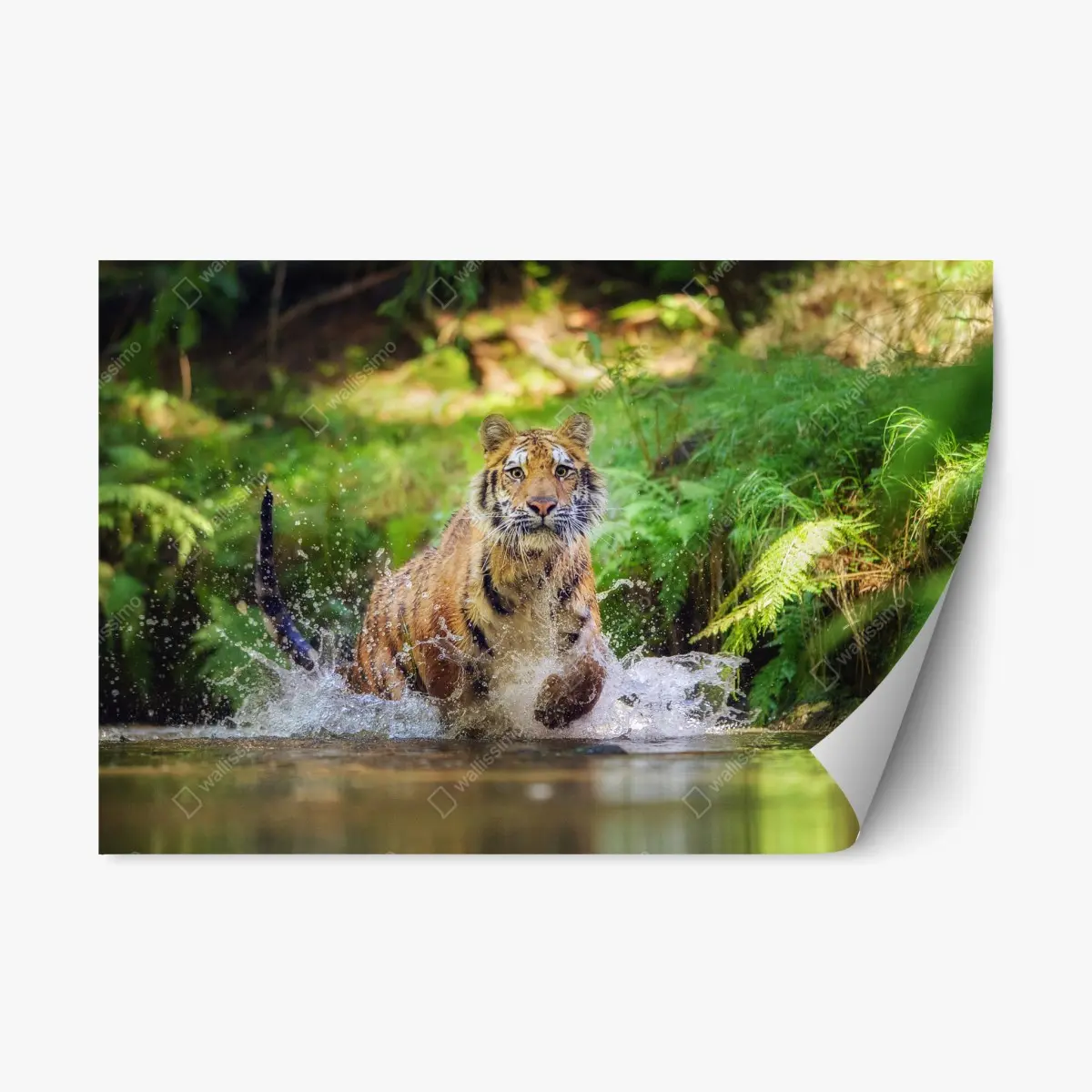 Repositionierbarer Aufkleber majestätischer tiger im waldbach – Wallnifity®