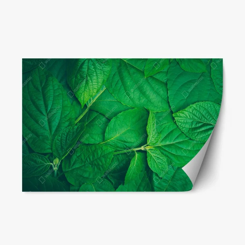 Biophil – Wallnifity®