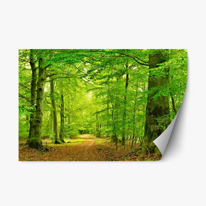 Wälder – Wallnifity®