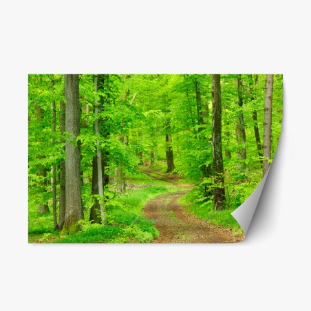 Repositionierbarer Aufkleber ruhiger waldweg im frühling – Wallnifity®