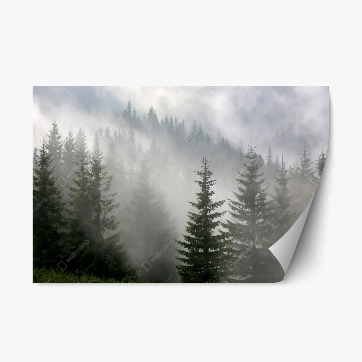 Repositionierbarer Aufkleber nebliger kiefernwald im morgengrauen – Wallnifity®