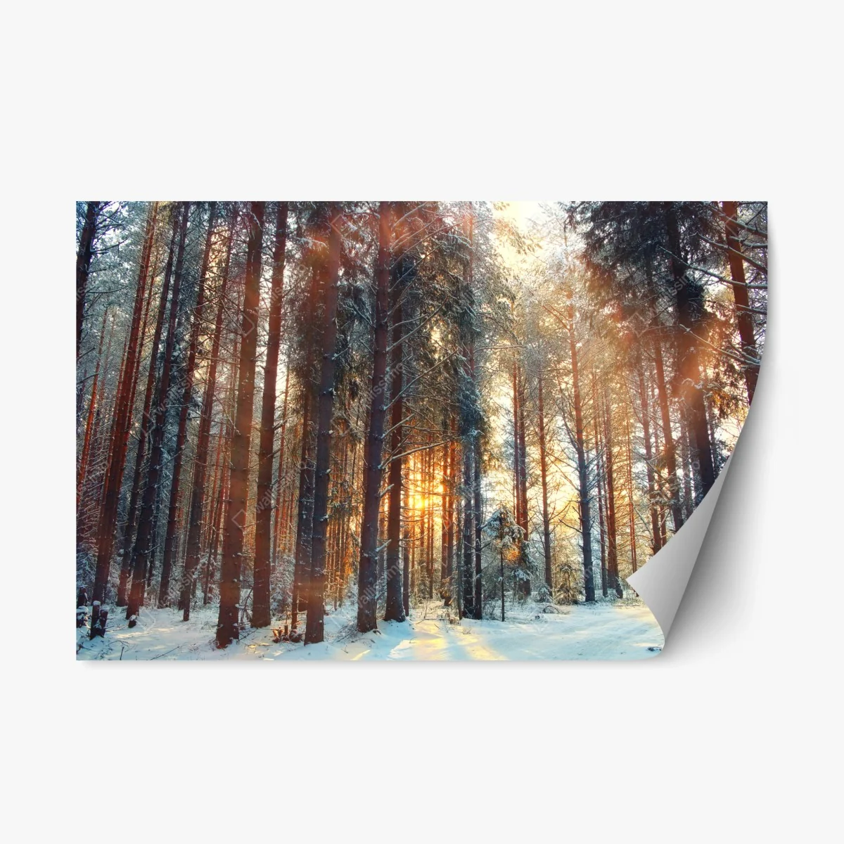 Repositionierbarer Aufkleber winterwald im morgendlichen licht – Wallnifity® Repositionierbarer Aufkleber winterwald im morgendlichen licht – Wallnifity®
