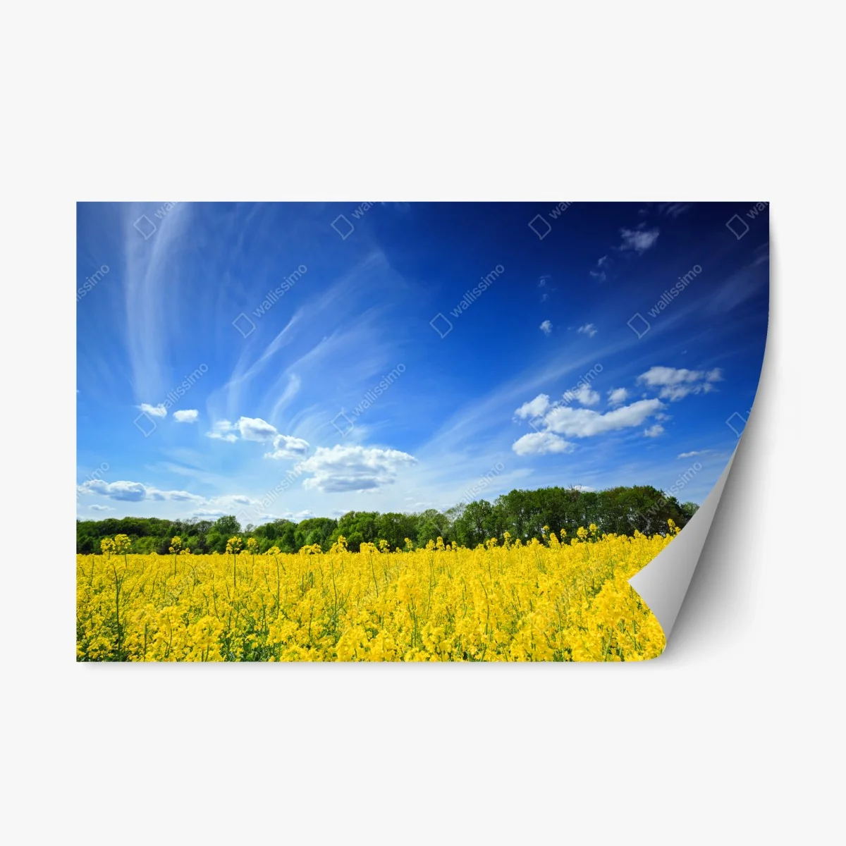 Repositionierbarer Aufkleber polnisches rapsfeld unter blauem himmel – Wallnifity® Repositionierbarer Aufkleber polnisches rapsfeld unter blauem himmel – Wallnifity®