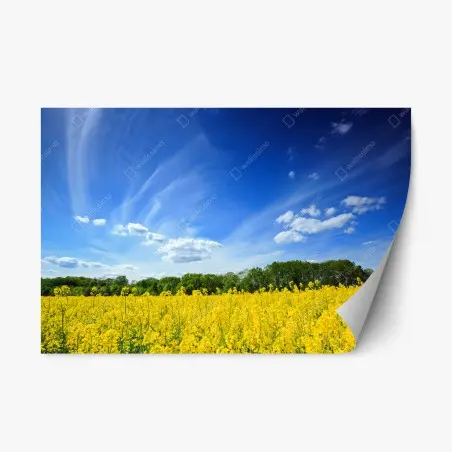 Repositionierbarer Aufkleber polnisches rapsfeld unter blauem himmel – Wallnifity®