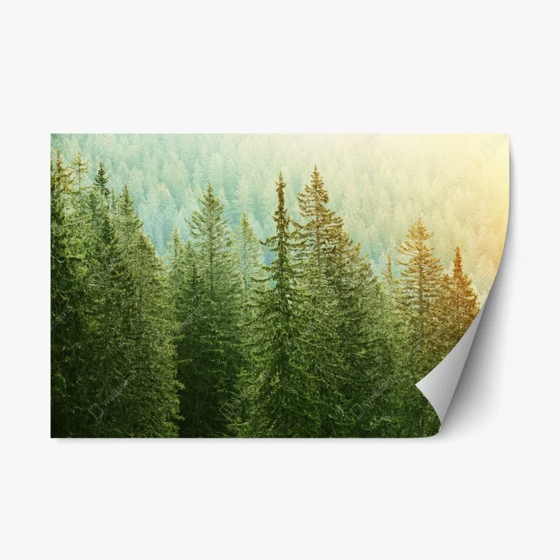 Repositionierbarer Aufkleber sonnenbeschienener nadelwald – Wallnifity®
