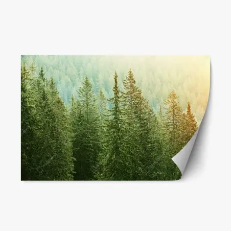 Repositionierbarer Aufkleber sonnenbeschienener nadelwald – Wallnifity®