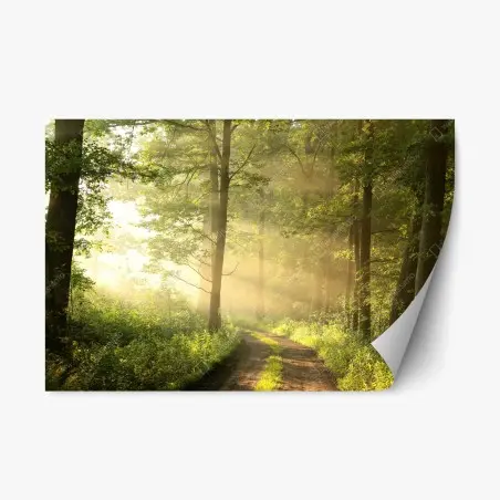 Repositionierbarer Aufkleber morgendliches licht im wald – Wallnifity®