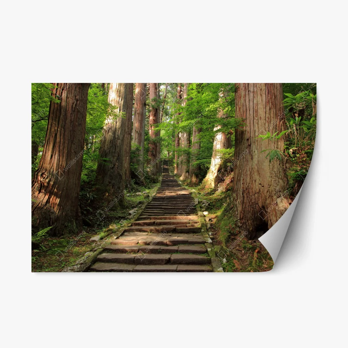 Repositionierbarer Aufkleber steinne treppe im alten wald – Wallnifity® Repositionierbarer Aufkleber steinne treppe im alten wald – Wallnifity®