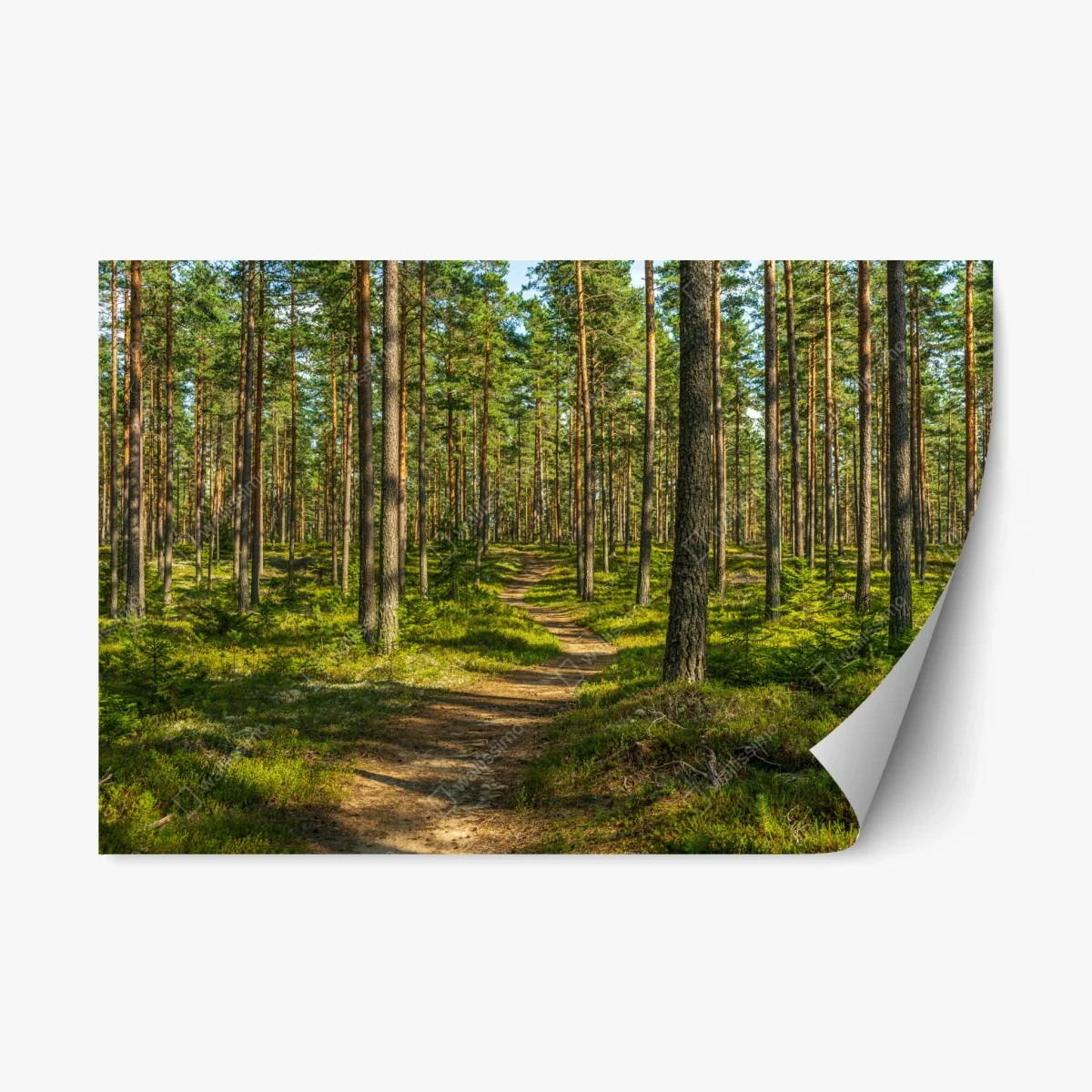 Repositionierbarer Aufkleber sonniger kiefernwaldweg – Wallnifity® Repositionierbarer Aufkleber sonniger kiefernwaldweg – Wallnifity®