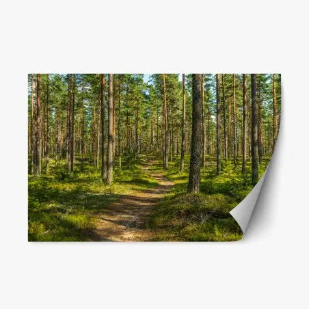 Repositionierbarer Aufkleber sonniger kiefernwaldweg – Wallnifity®